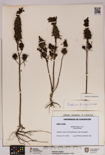 Bellardia trixago [Espécimen: UDEC:CONC:0110793]