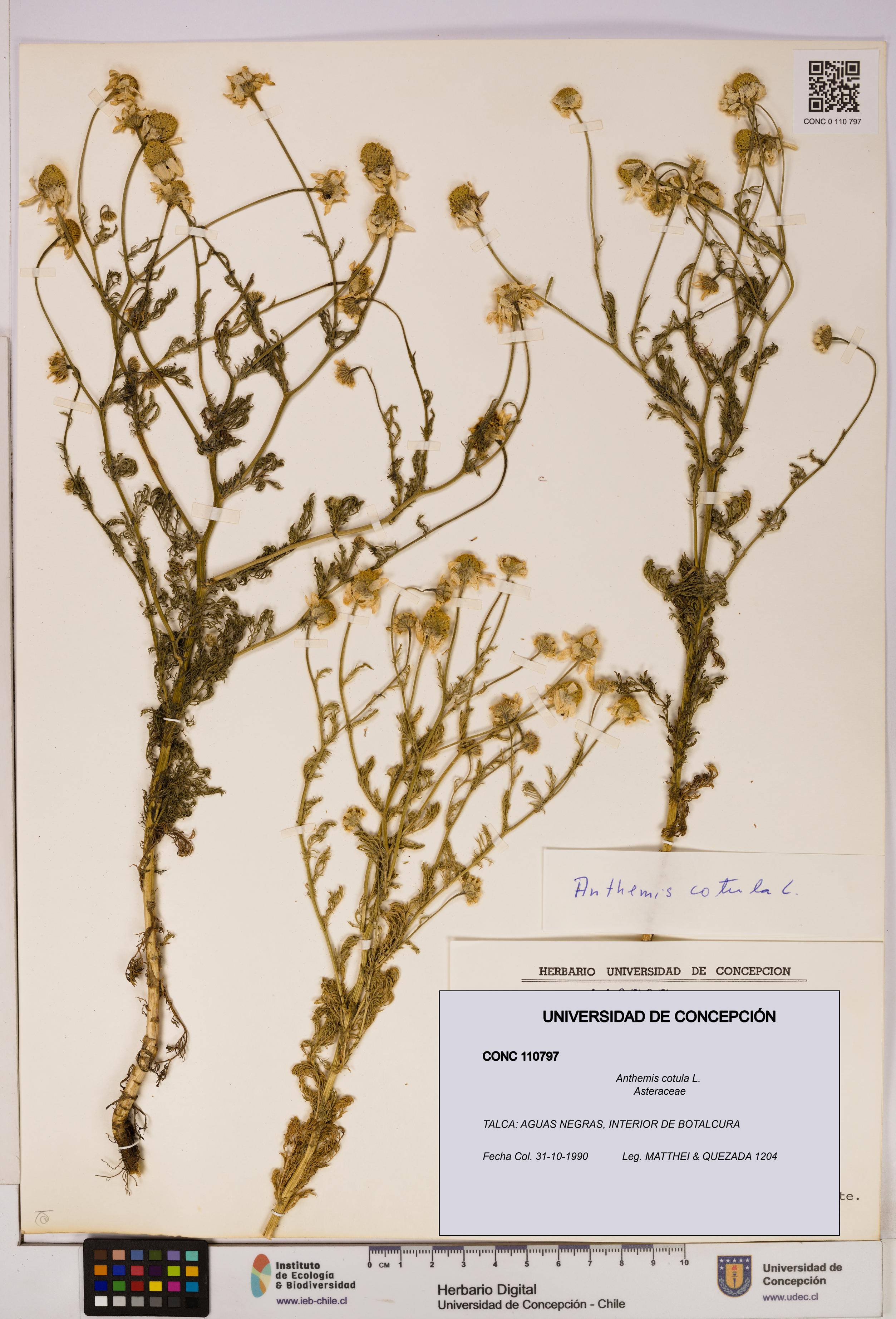 Anthemis cotula [Espécimen: UDEC:CONC:0110797]