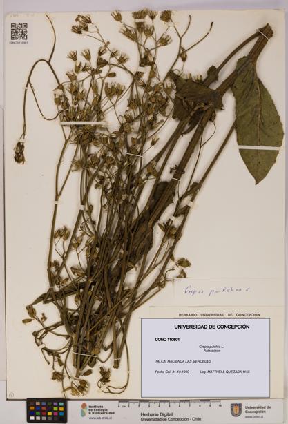 Crepis pulchra [Espécimen: UDEC:CONC:0110801]