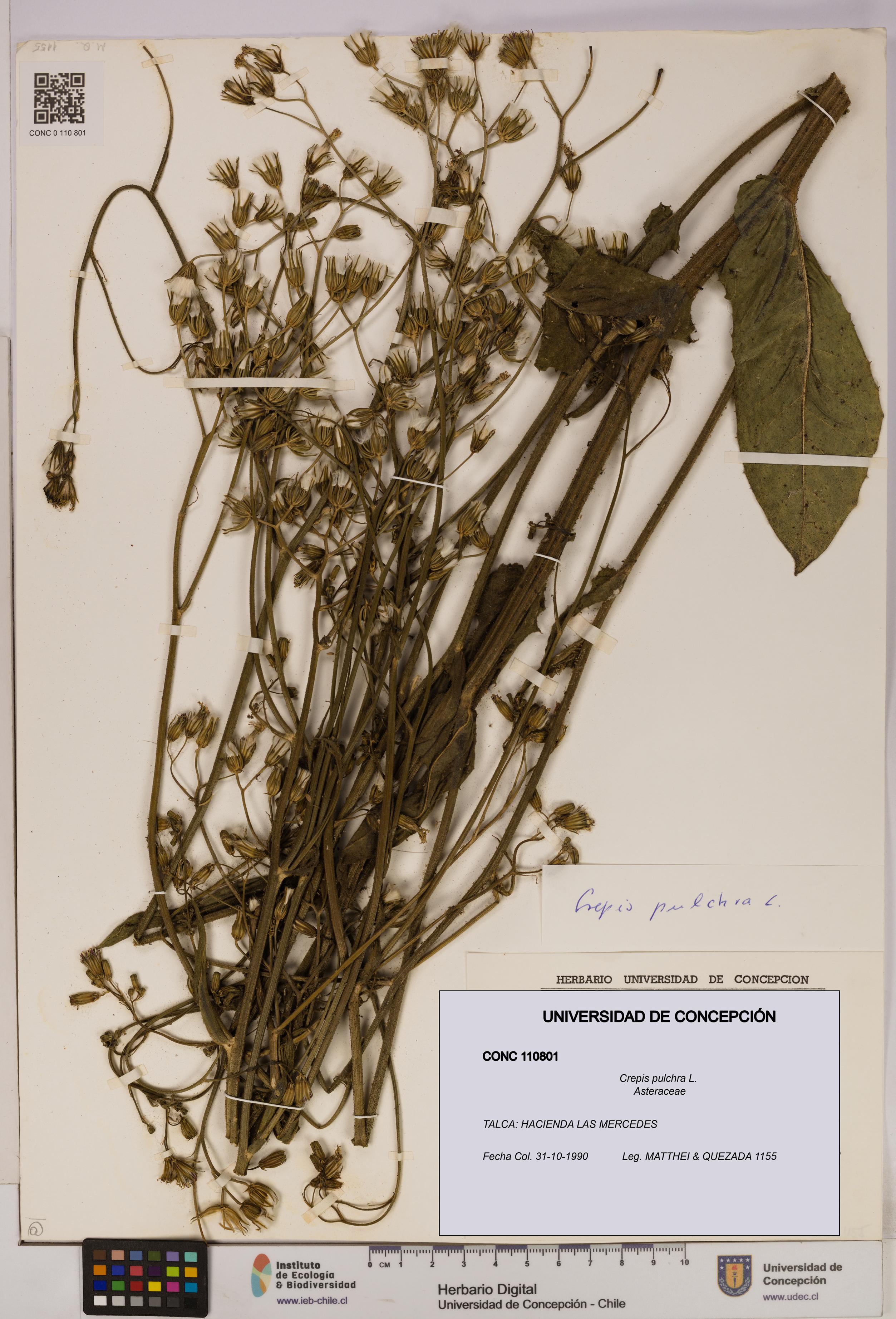 Crepis pulchra [Espécimen: UDEC:CONC:0110801]