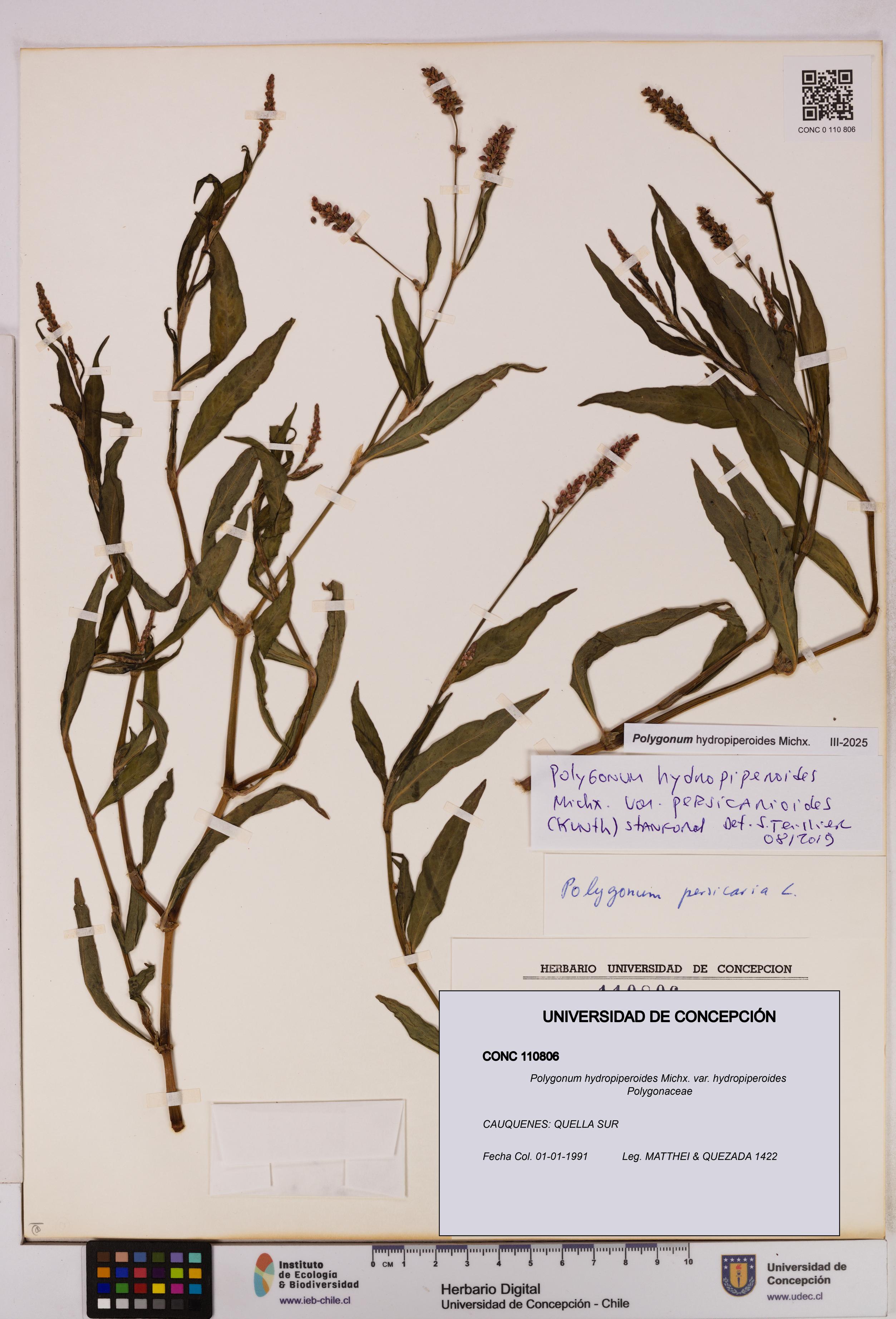 Polygonum hydropiperoides var. hydropiperoides [Espécimen: UDEC:CONC:0110806]
