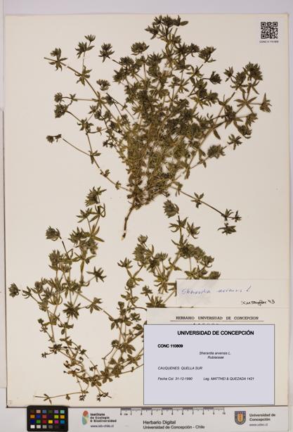 Sherardia arvensis [Espécimen: UDEC:CONC:0110809]