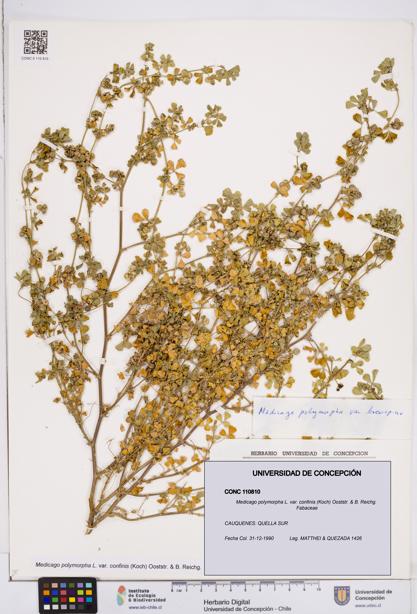 Medicago polymorpha var. confinis [Espécimen: ]