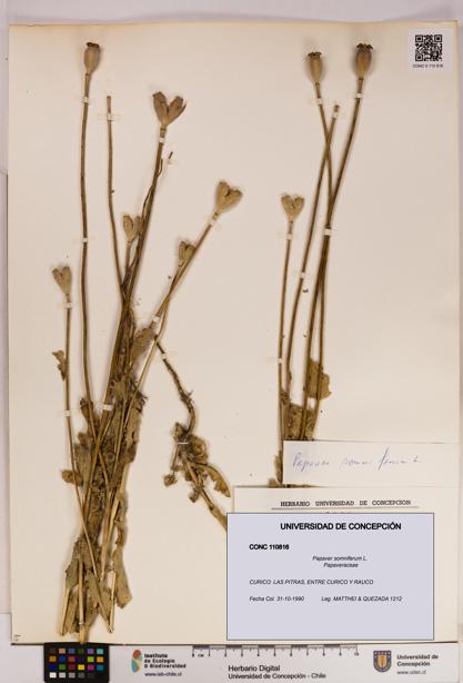 Papaver somniferum [Espécimen: UDEC:CONC:0110816]