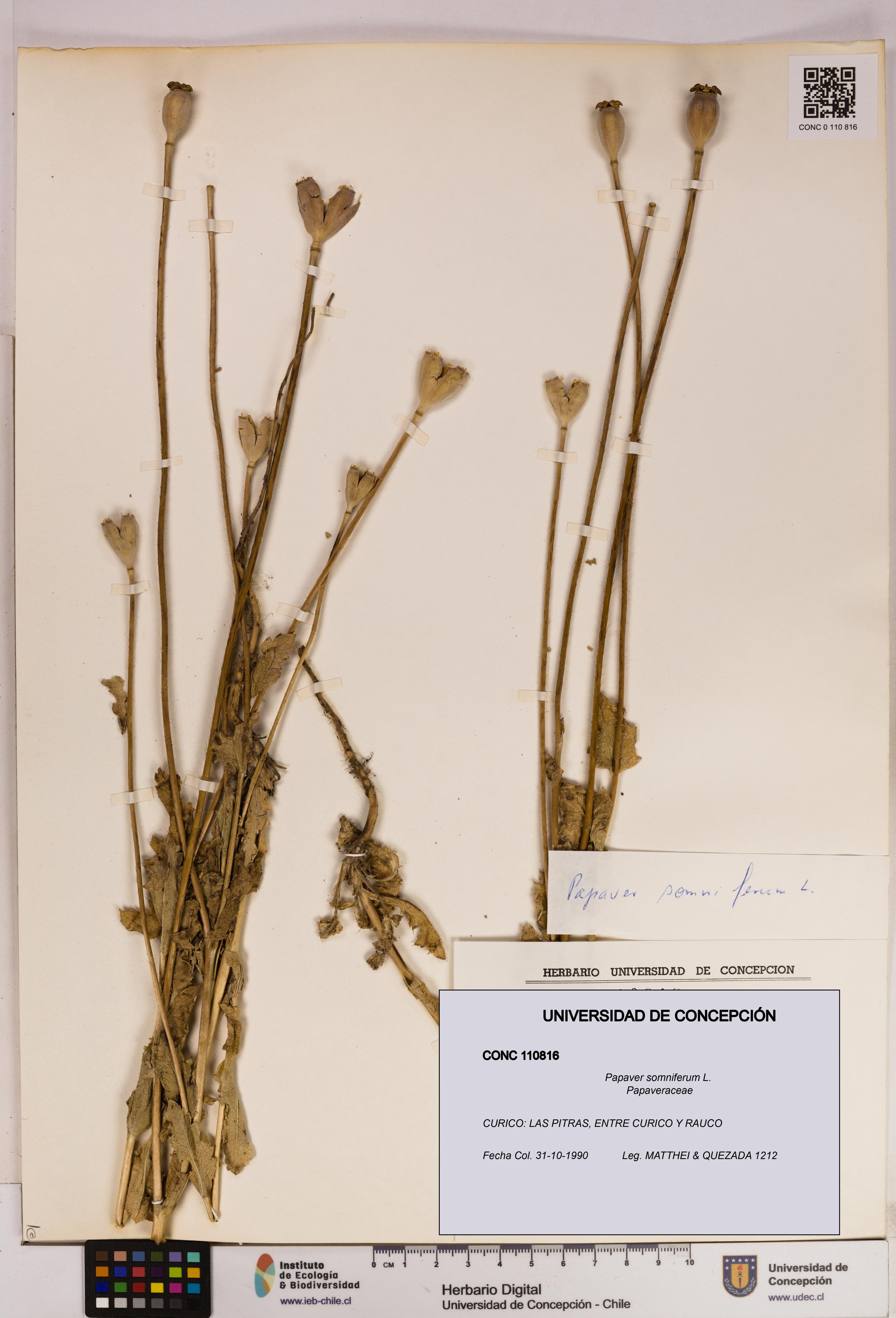 Papaver somniferum [Espécimen: UDEC:CONC:0110816]