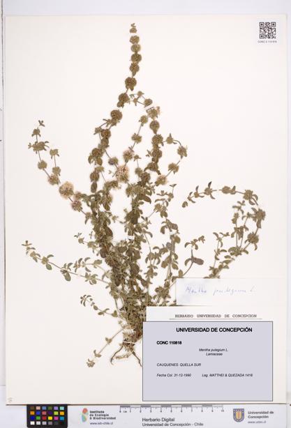 Mentha pulegium [Espécimen: ]