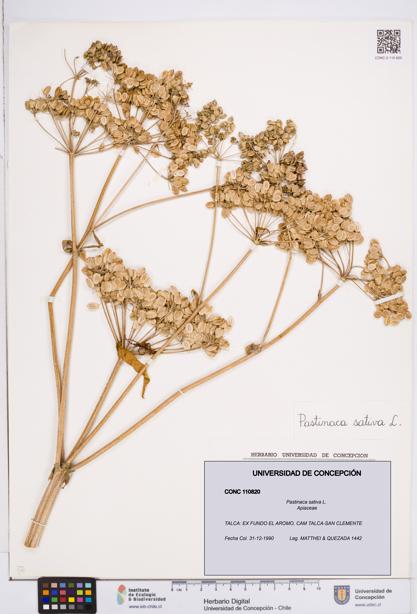 Pastinaca sativa [Espécimen: ]