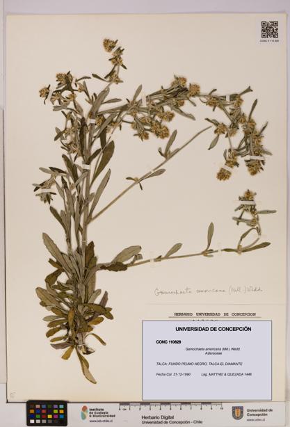 Gamochaeta americana [Espécimen: UDEC:CONC:0110828]