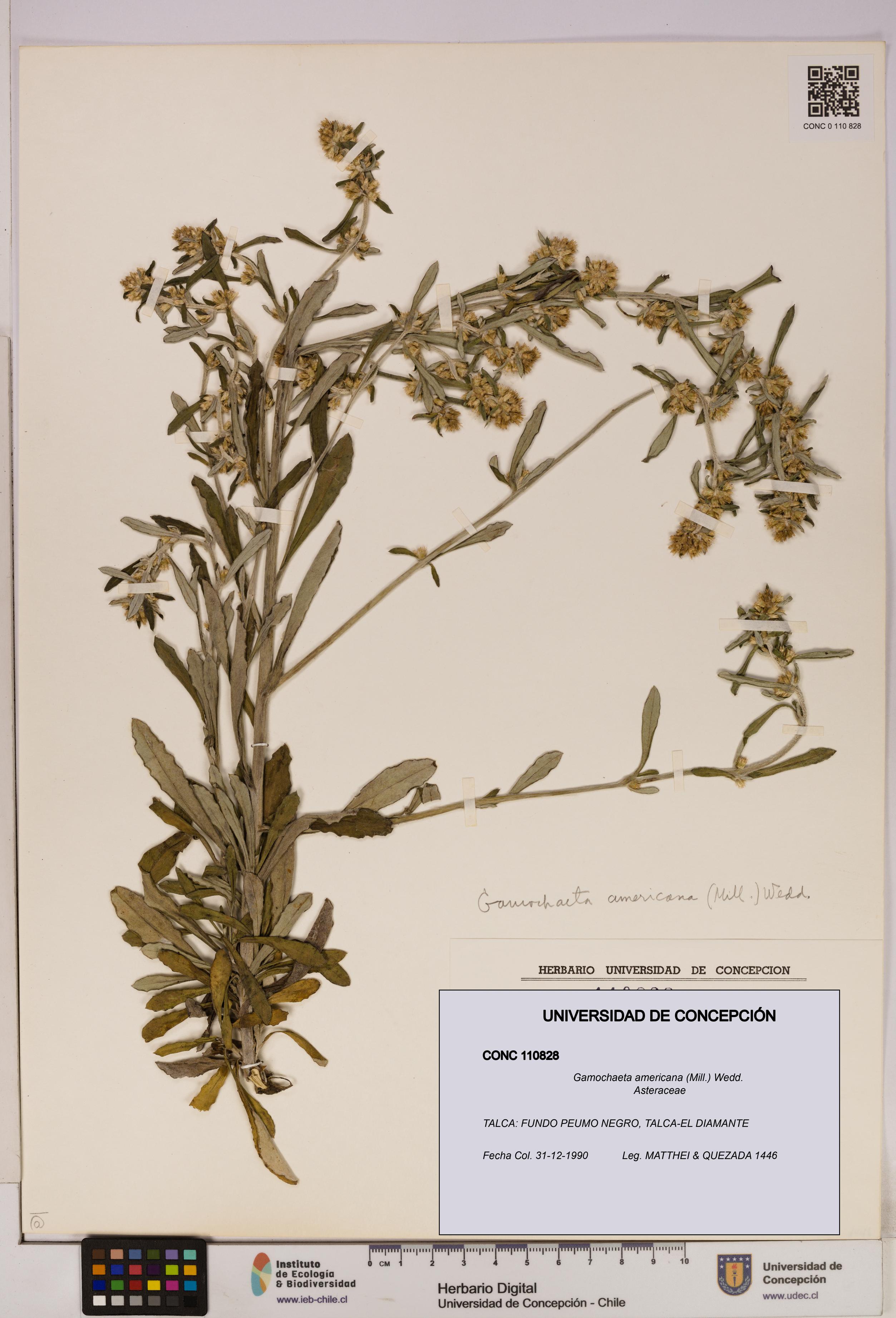 Gamochaeta americana [Espécimen: UDEC:CONC:0110828]