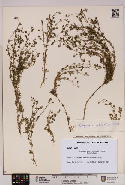 Spergularia rubra [Espécimen: UDEC:CONC:0110835]