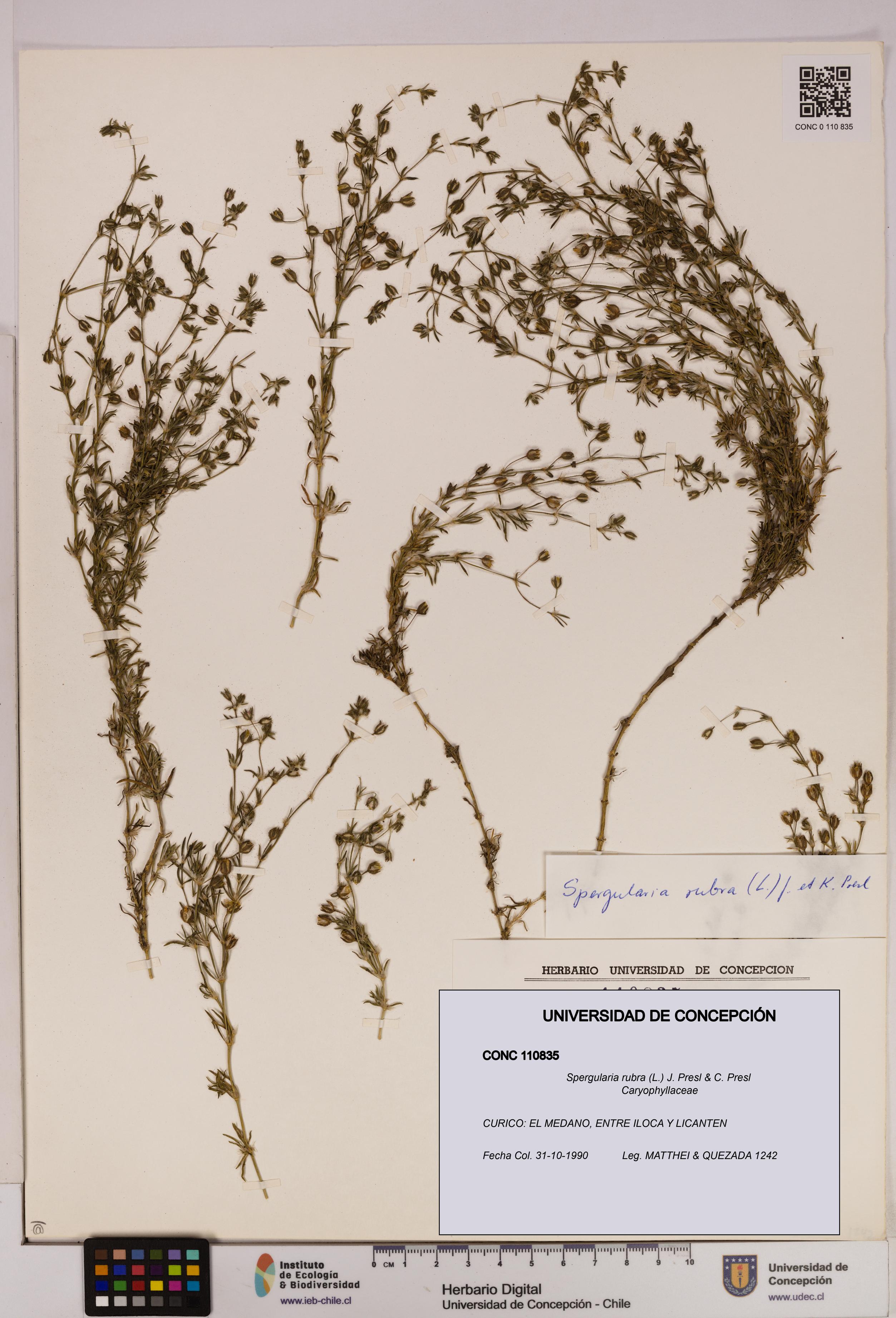 Spergularia rubra [Espécimen: UDEC:CONC:0110835]