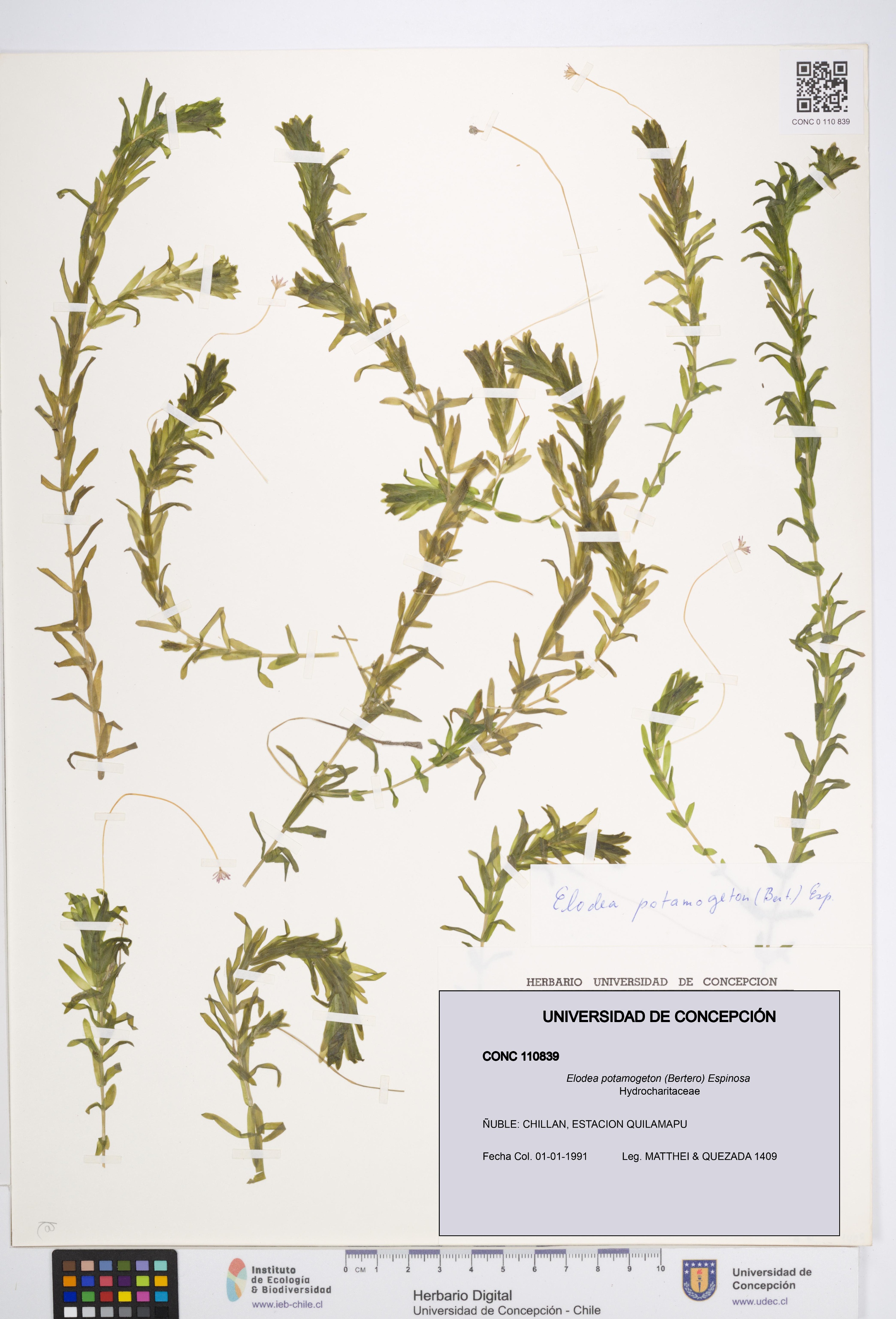 Elodea potamogeton [Espécimen: UDEC:CONC:0110839]
