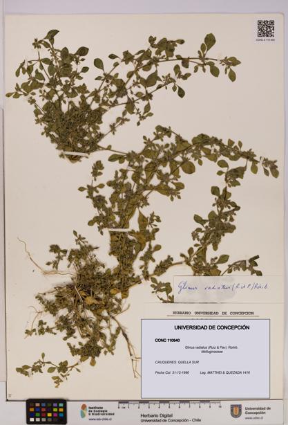 Glinus radiatus [Espécimen: UDEC:CONC:0110840]