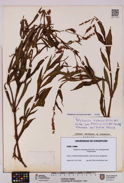 Polygonum hydropiperoides var. hydropiperoides [Espécimen: UDEC:CONC:0110846]