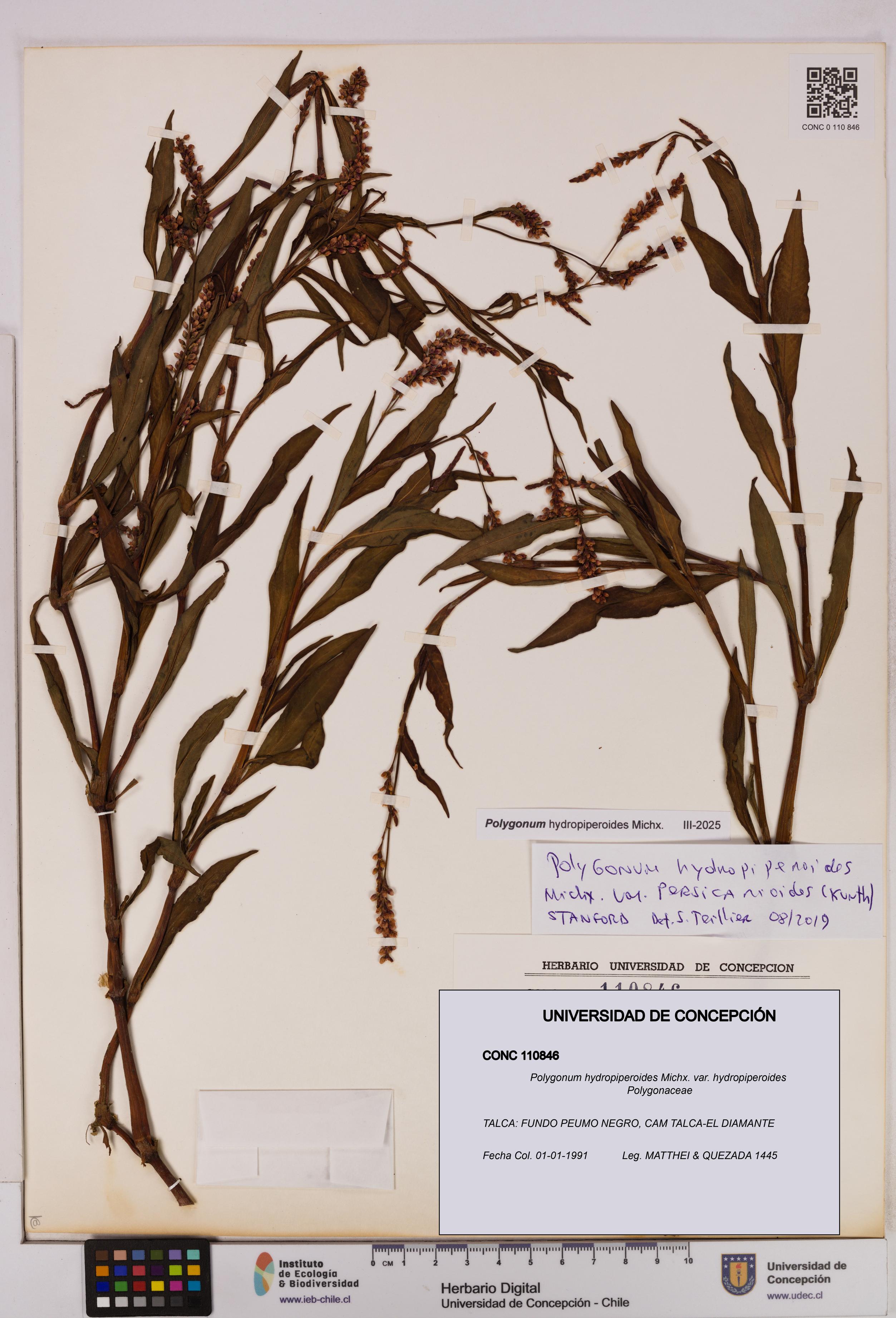 Polygonum hydropiperoides var. hydropiperoides [Espécimen: UDEC:CONC:0110846]