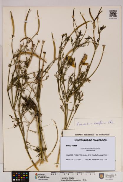 Eschscholzia californica [Espécimen: UDEC:CONC:0110853]