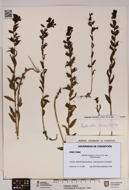 Bellardia viscosa [Espécimen: UDEC:CONC:0110854]