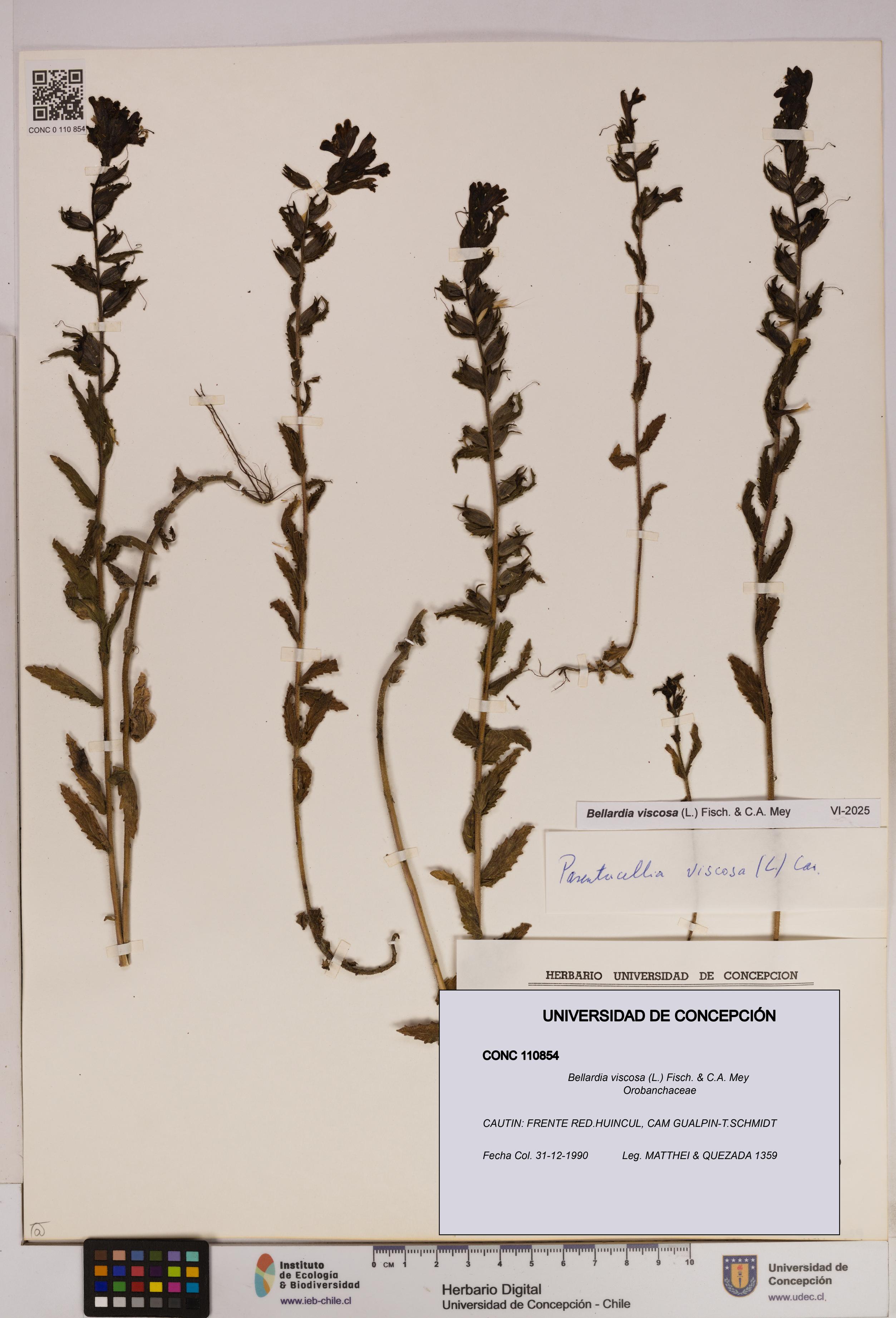 Bellardia viscosa [Espécimen: UDEC:CONC:0110854]