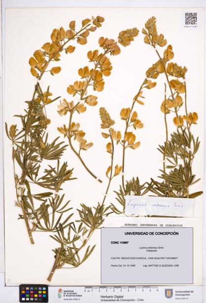Lupinus arboreus [Espécimen: ]