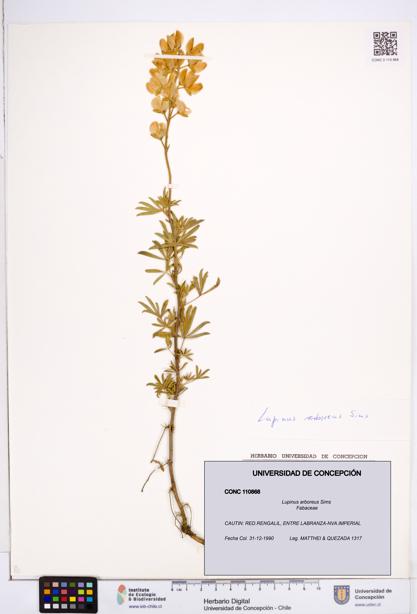 Lupinus arboreus [Espécimen: ]