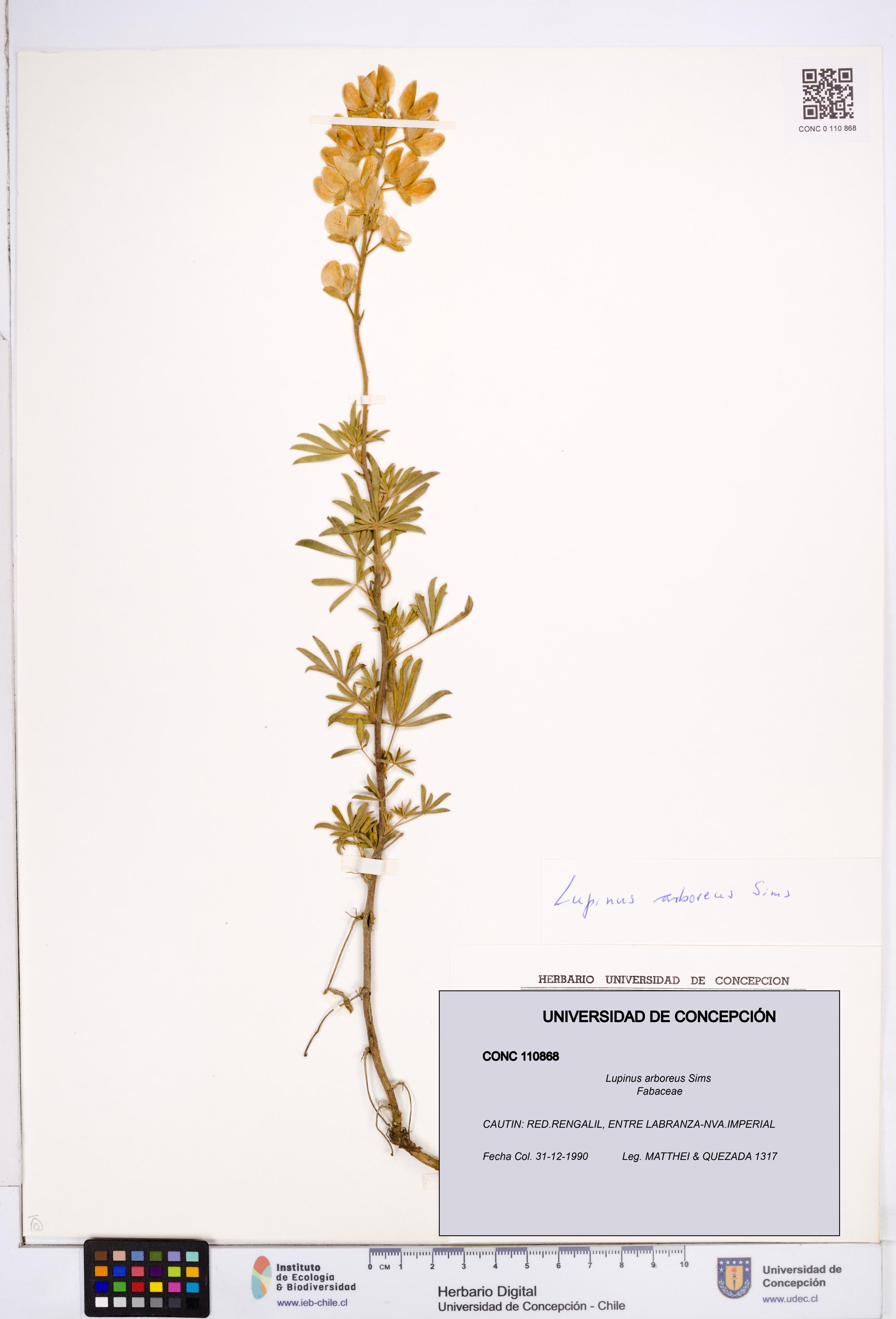 Lupinus arboreus [Espécimen: ]