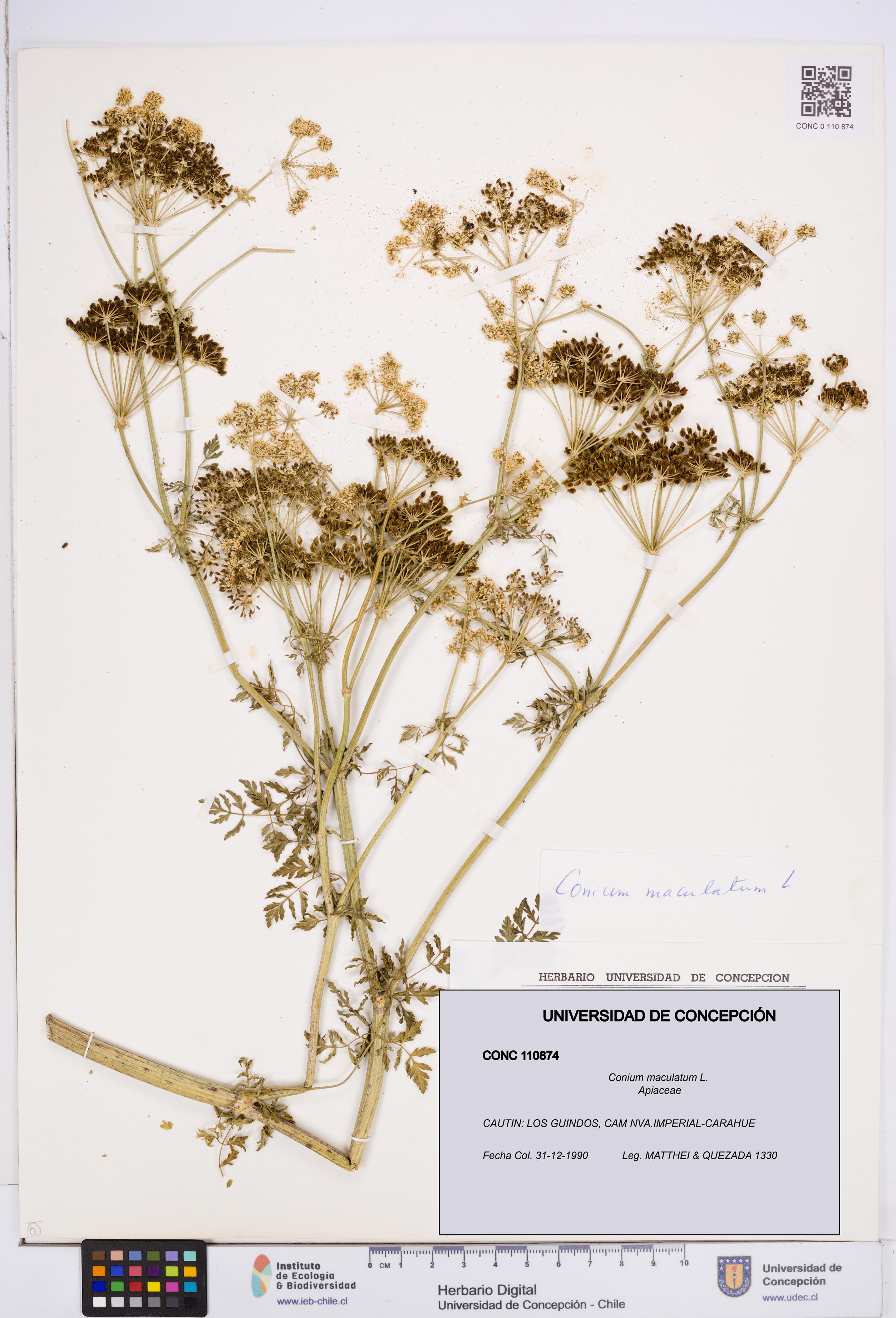Conium maculatum [Espécimen: ]
