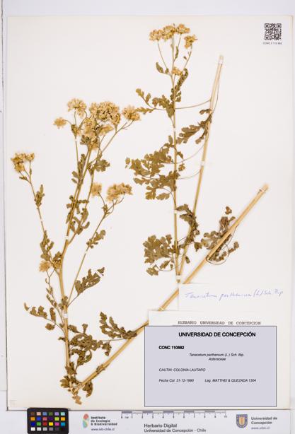 Tanacetum parthenium [Espécimen: ]