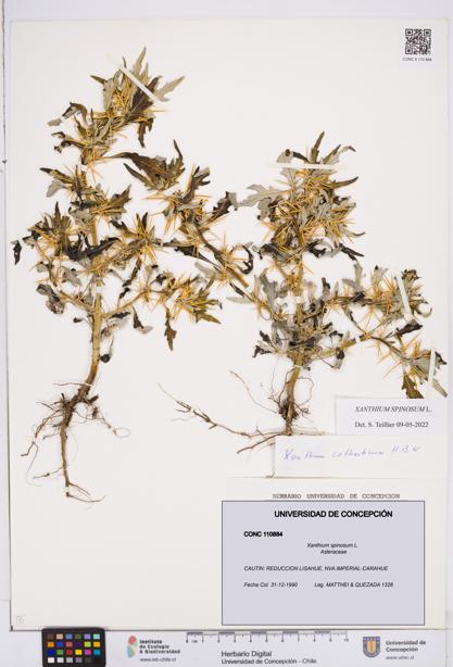 Xanthium spinosum [Espécimen: ]