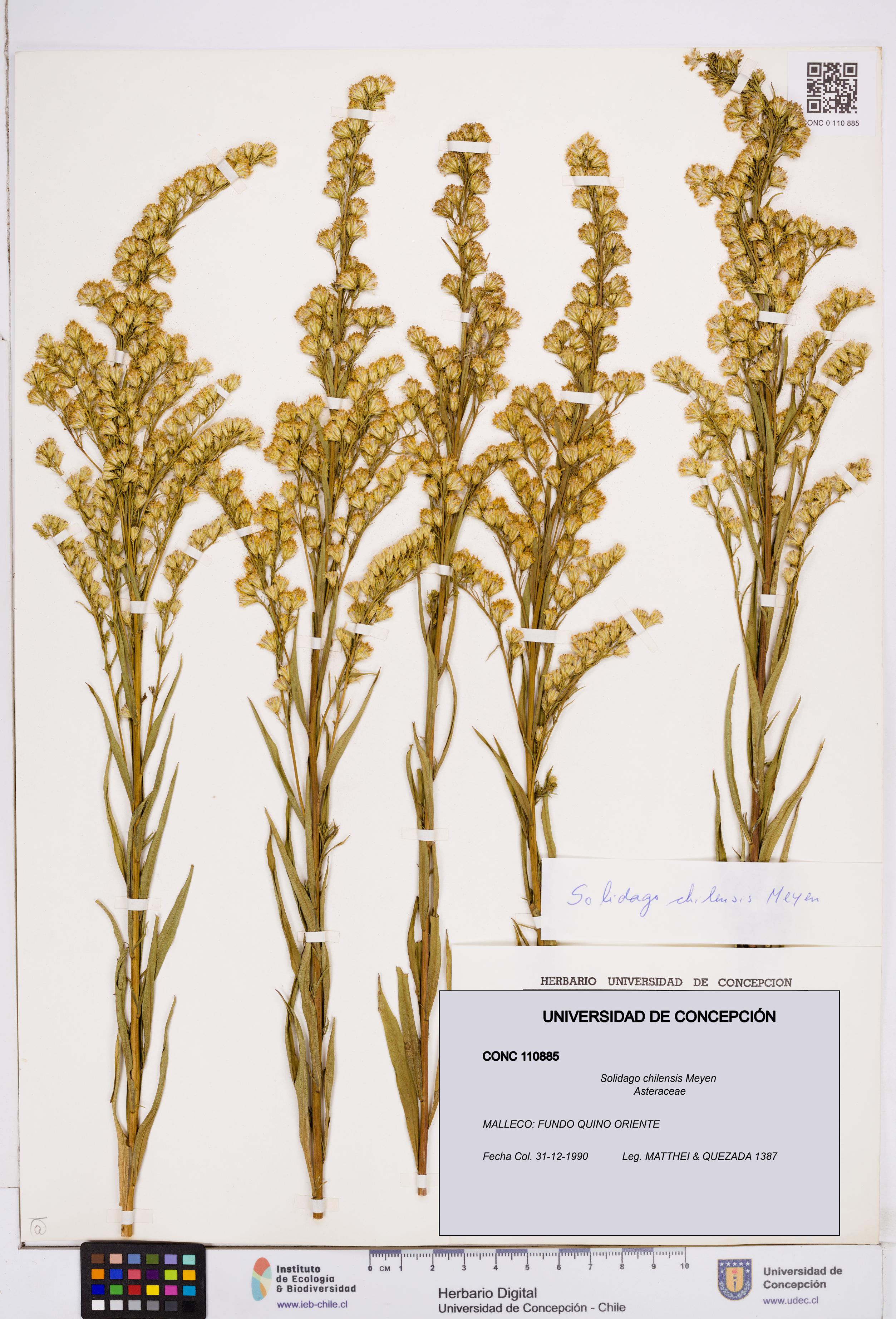 Solidago chilensis [Espécimen: ]