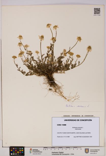 Anthemis arvensis [Espécimen: UDEC:CONC:0110886]