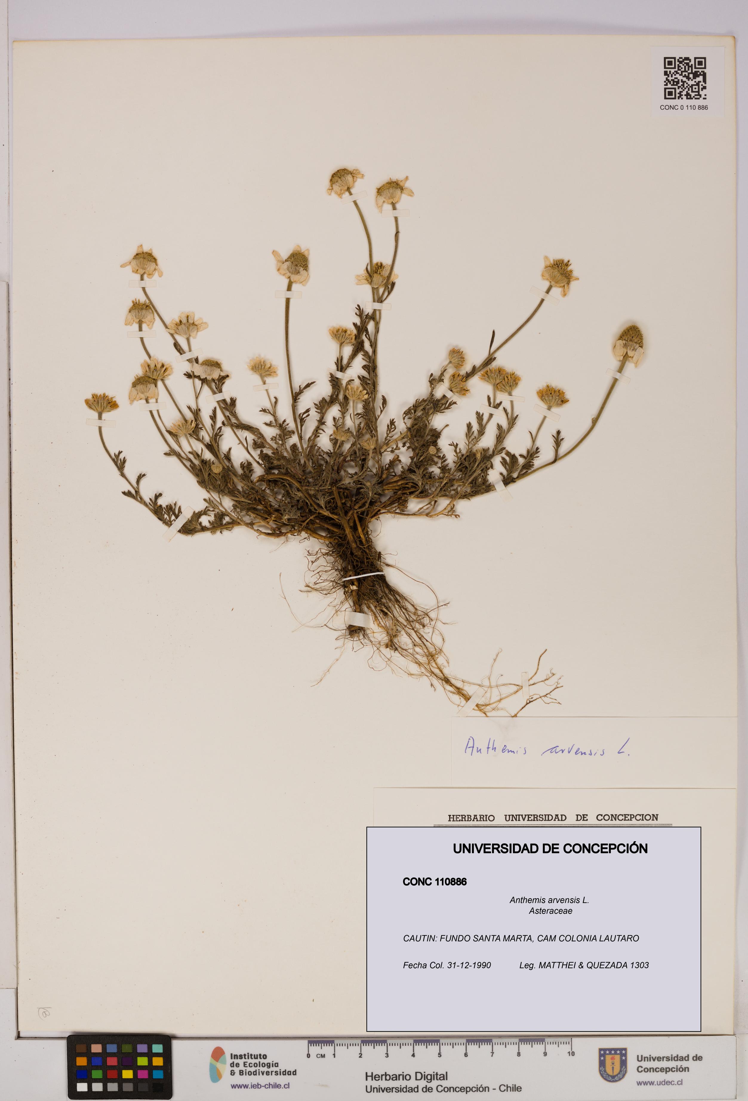 Anthemis arvensis [Espécimen: UDEC:CONC:0110886]