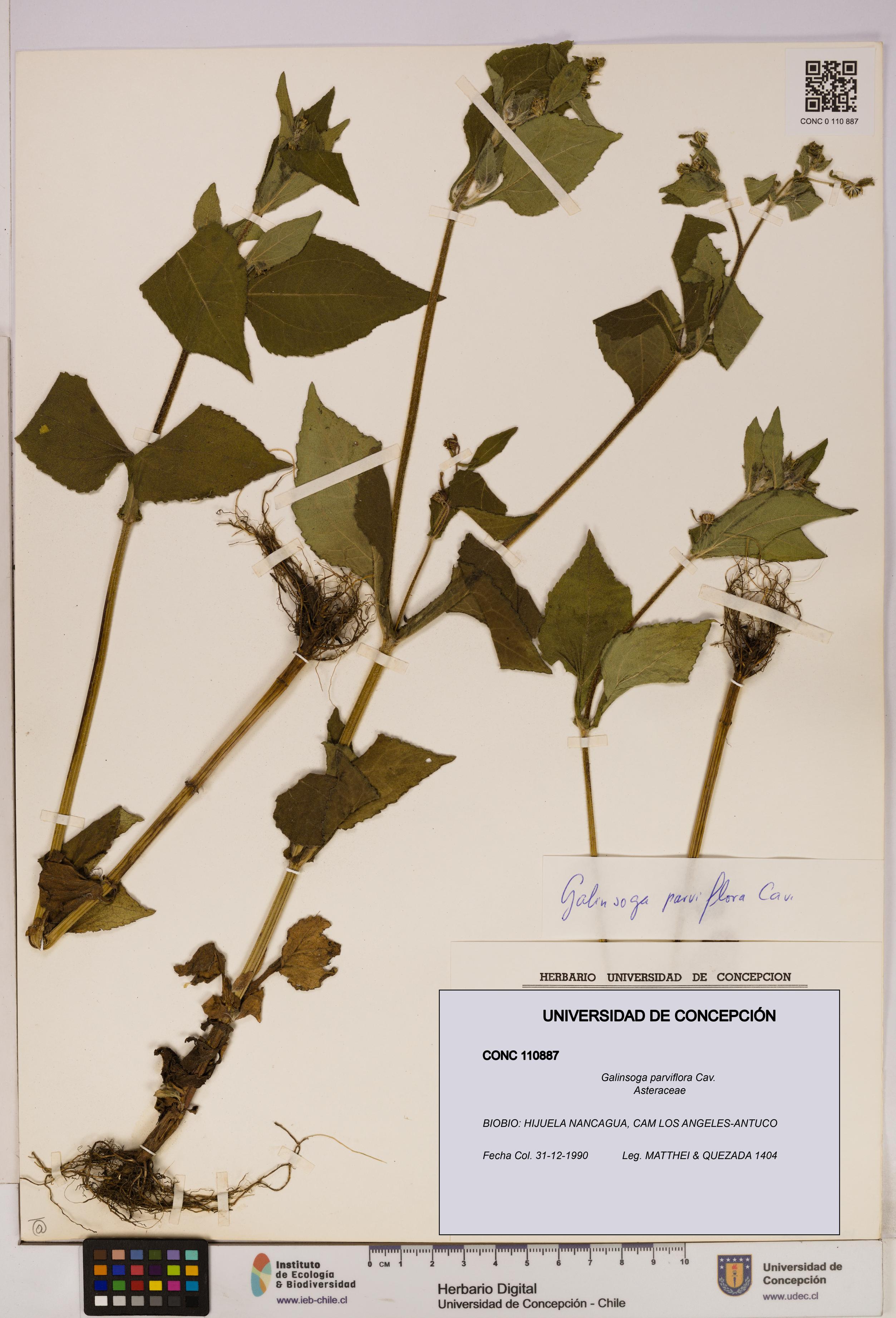 Galinsoga parviflora [Espécimen: UDEC:CONC:0110887]