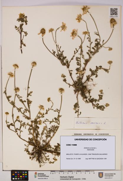 Anthemis arvensis [Espécimen: UDEC:CONC:0110888]