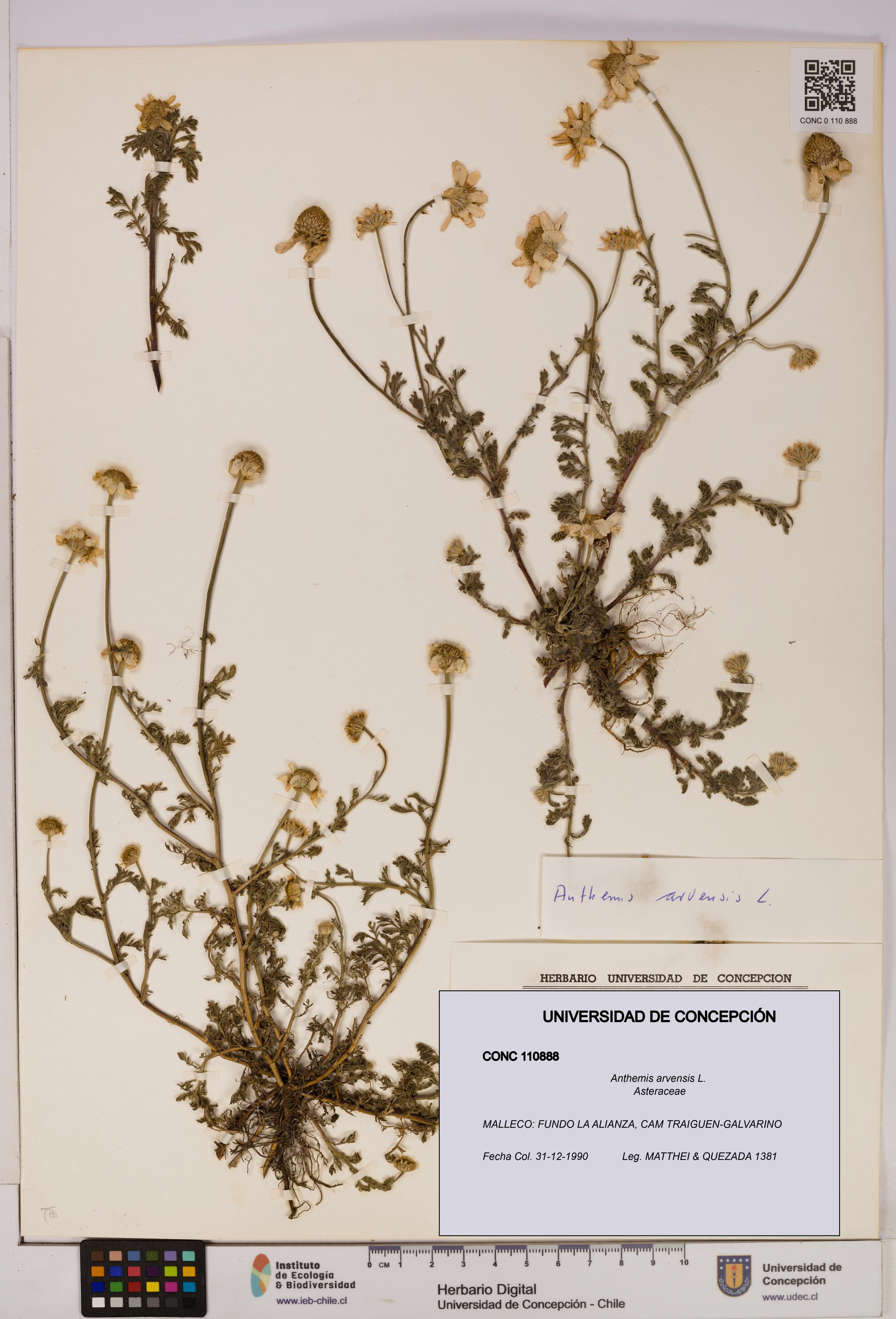 Anthemis arvensis [Espécimen: UDEC:CONC:0110888]