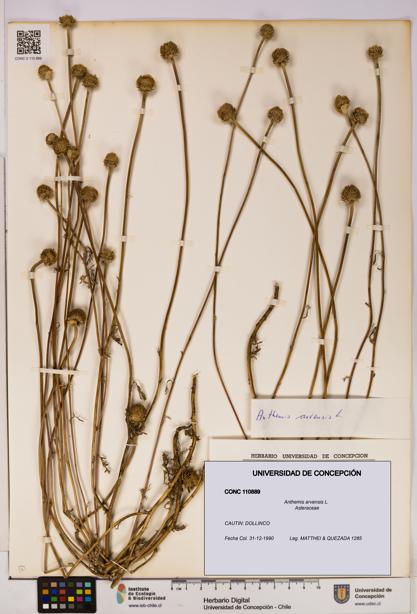 Anthemis arvensis [Espécimen: UDEC:CONC:0110889]