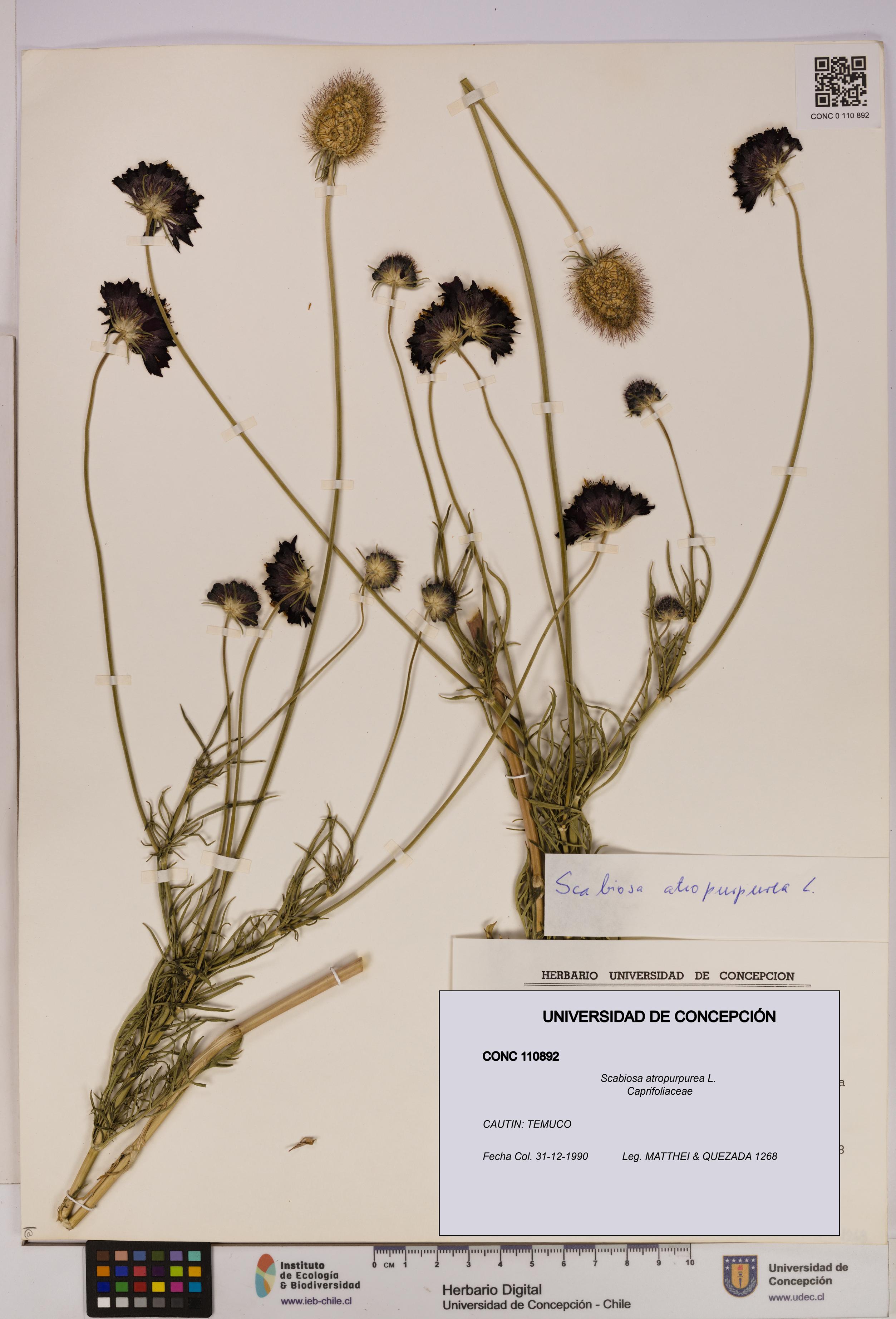 Scabiosa atropurpurea [Espécimen: UDEC:CONC:0110892]