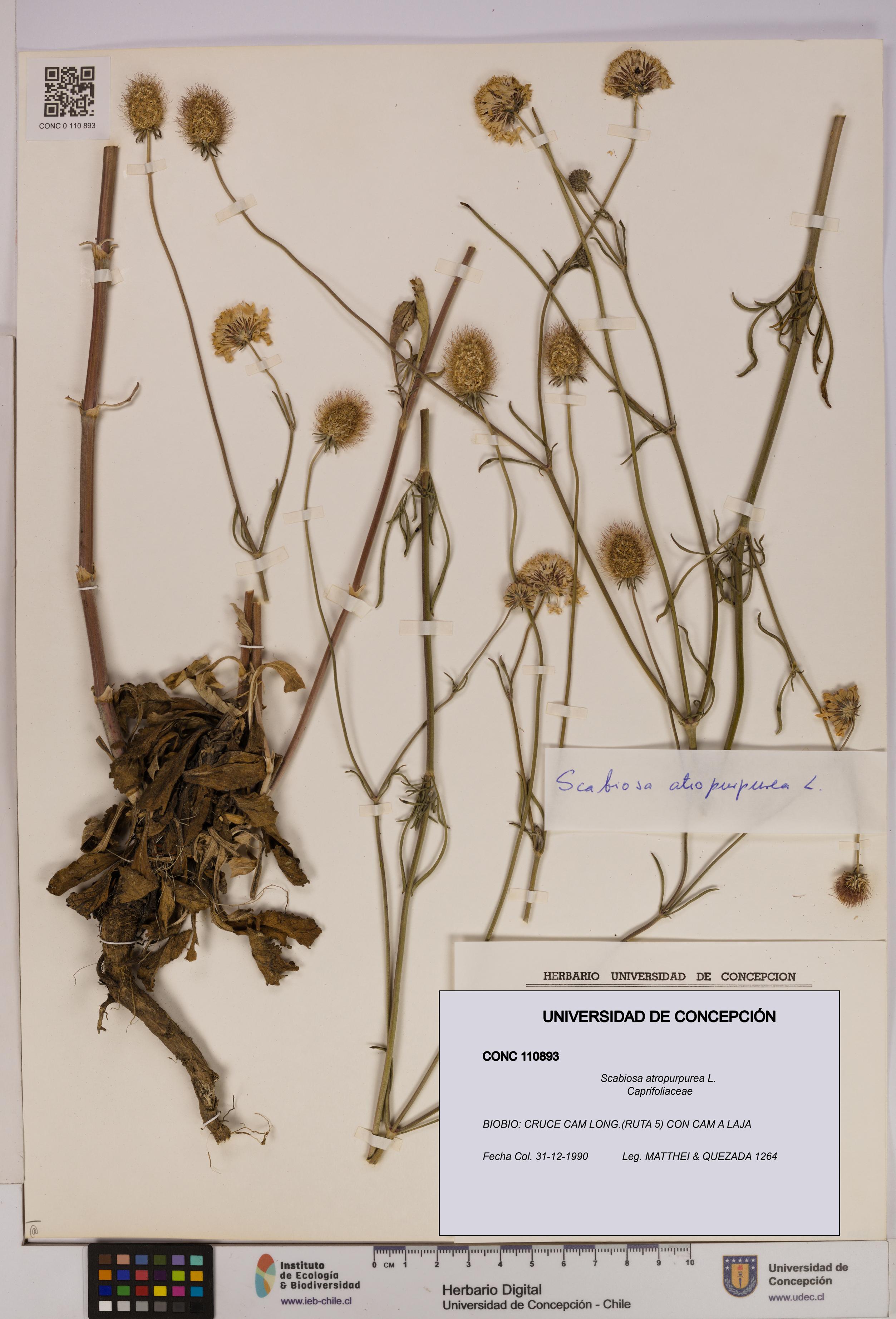 Scabiosa atropurpurea [Espécimen: UDEC:CONC:0110893]