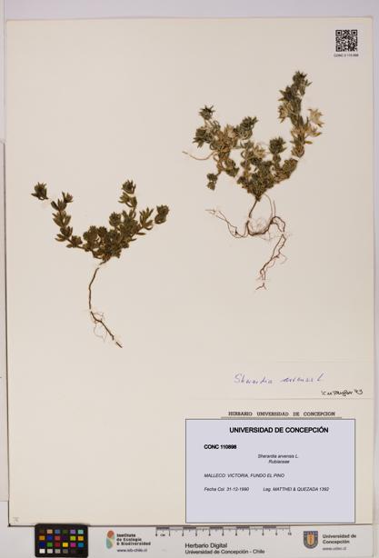 Sherardia arvensis [Espécimen: UDEC:CONC:0110898]