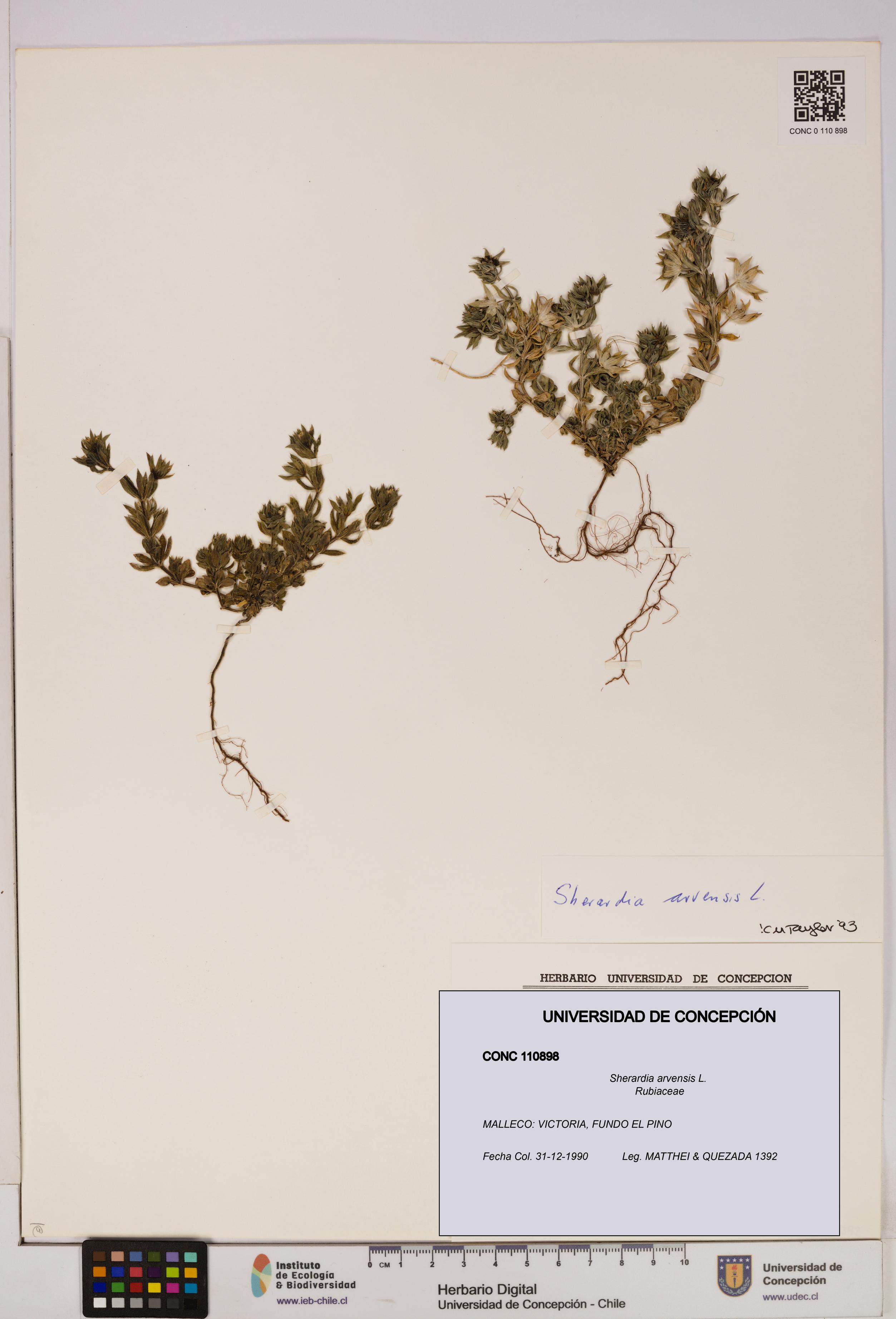 Sherardia arvensis [Espécimen: UDEC:CONC:0110898]