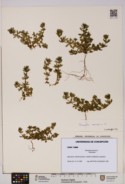 Sherardia arvensis [Espécimen: UDEC:CONC:0110899]
