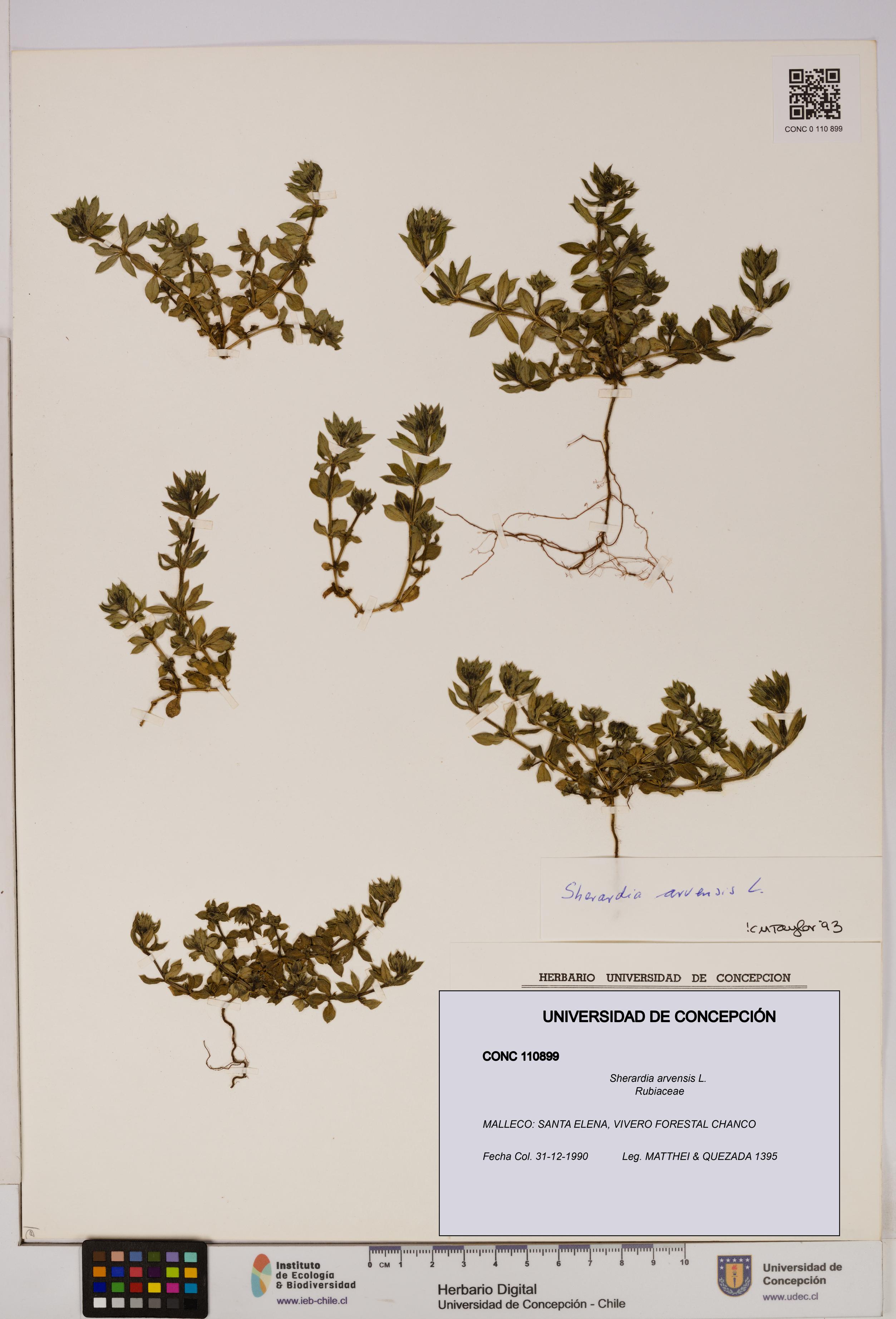 Sherardia arvensis [Espécimen: UDEC:CONC:0110899]