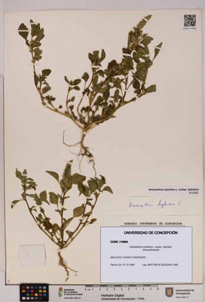 Amaranthus hybridus [Espécimen: UDEC:CONC:0110904]