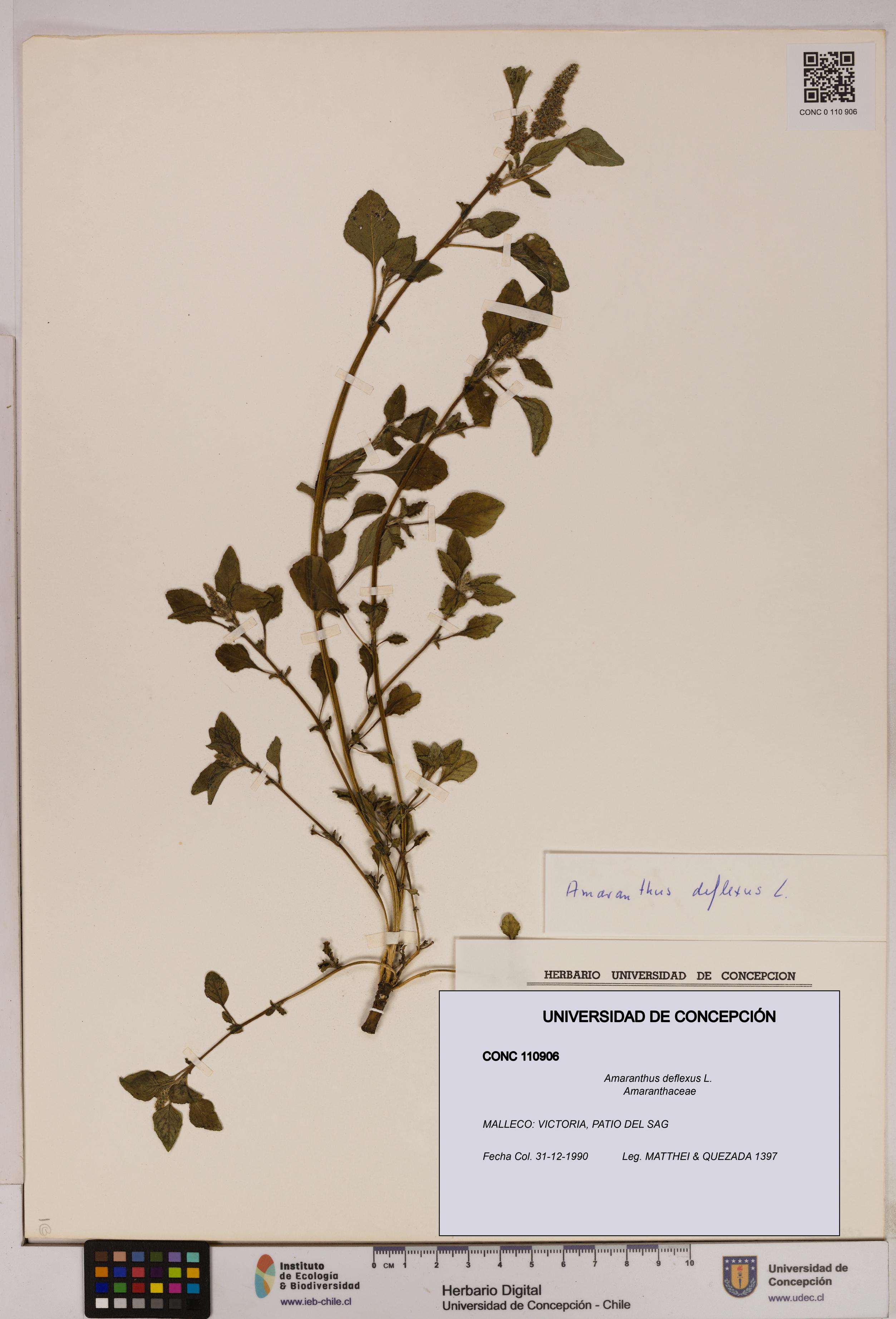 Amaranthus deflexus [Espécimen: UDEC:CONC:0110906]