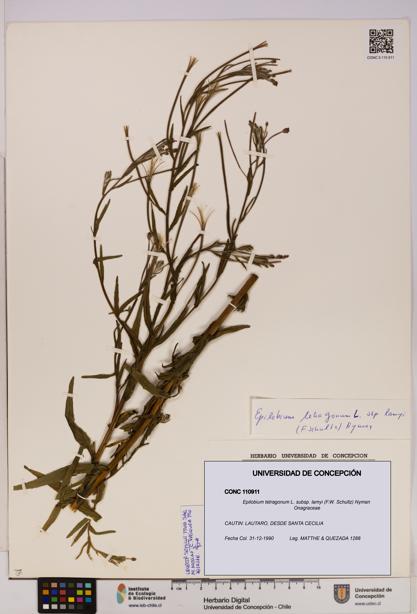 Epilobium tetragonum [Espécimen: UDEC:CONC:0110911]