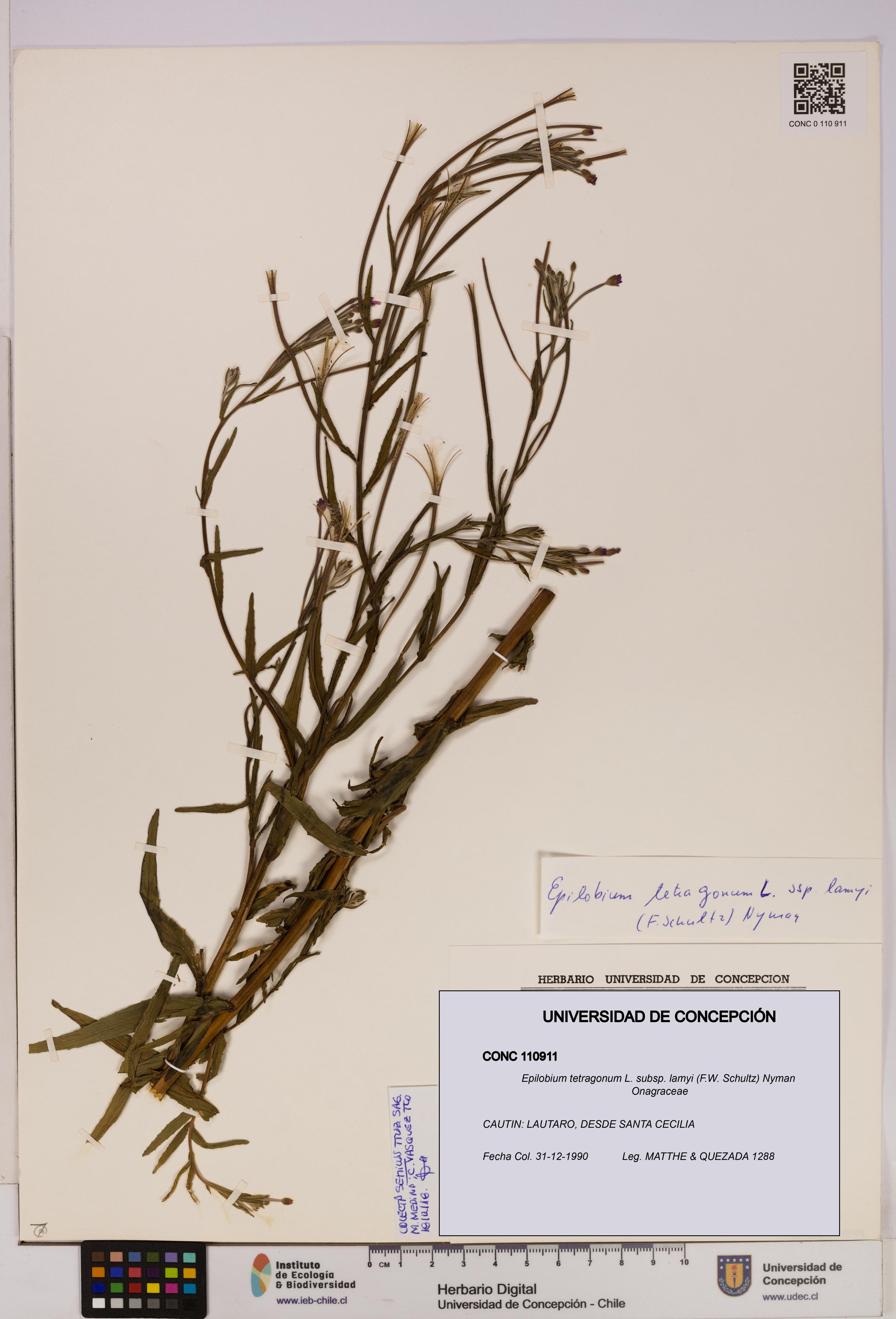 Epilobium tetragonum [Espécimen: UDEC:CONC:0110911]