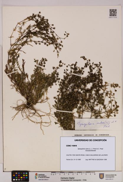 Spergularia rubra [Espécimen: UDEC:CONC:0110916]