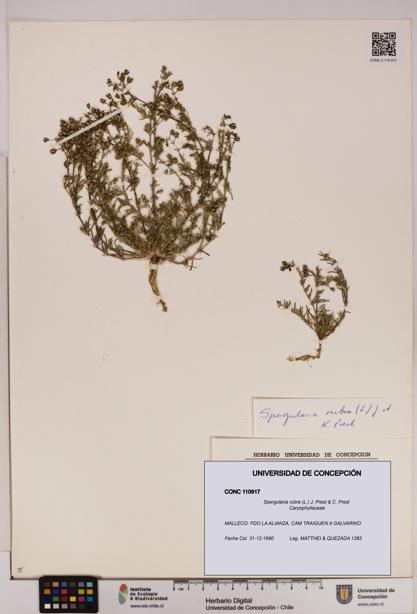 Spergularia rubra [Espécimen: UDEC:CONC:0110917]
