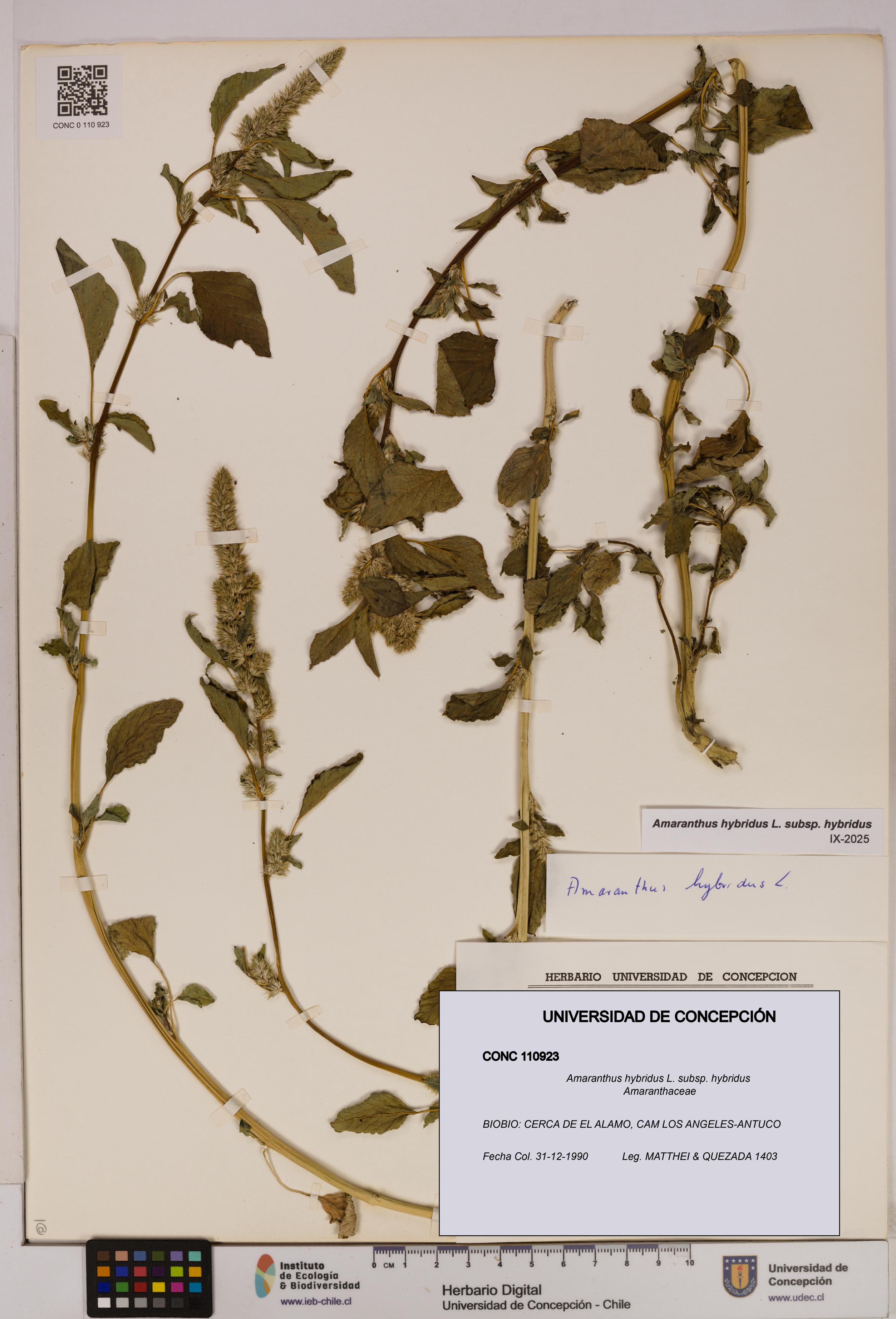 Amaranthus hybridus subsp. hybridus [Espécimen: UDEC:CONC:0110923]