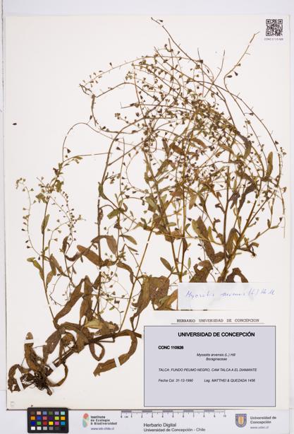 Myosotis arvensis [Espécimen: ]