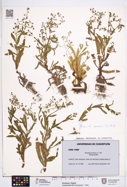 Myosotis arvensis [Espécimen: ]